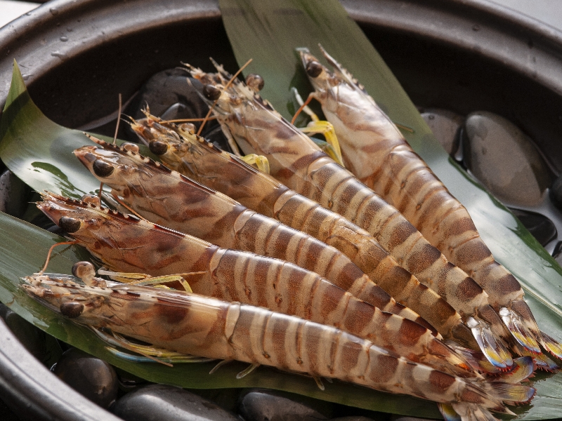 日本で唯一の日本海産車海老