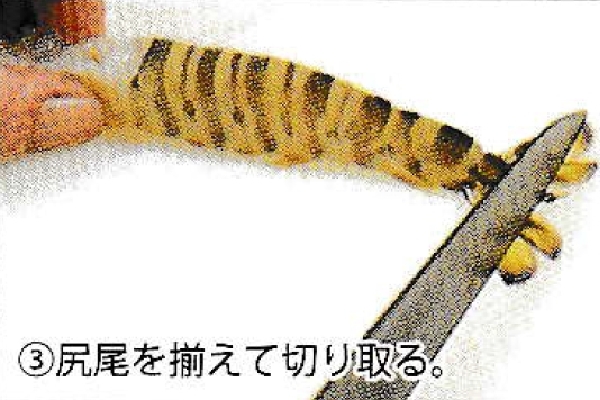 ③尻尾を揃えて切り取る。