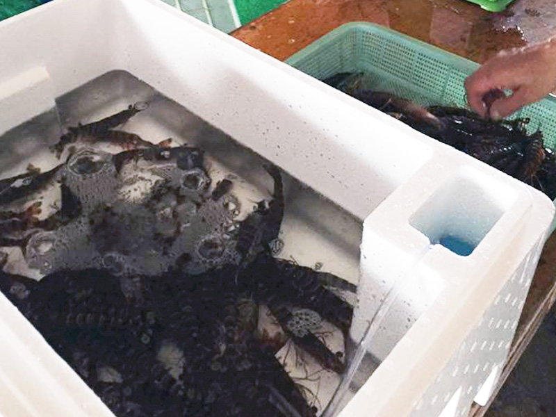 産地直送 日本海養殖の車海老